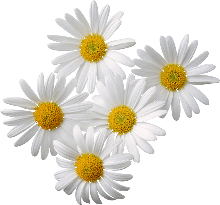Papatya
